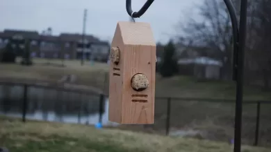 Woodpecker Feeder