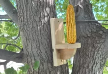 Squirrel Feeder