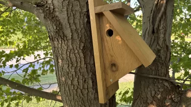 Chickadee House